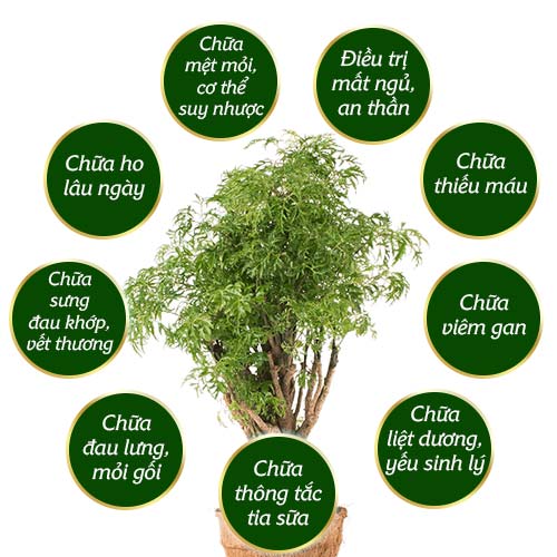Những công dụng tuyệt vời của cây Đinh Lăng mà bạn không ngờ tới - Bình Minh Organic