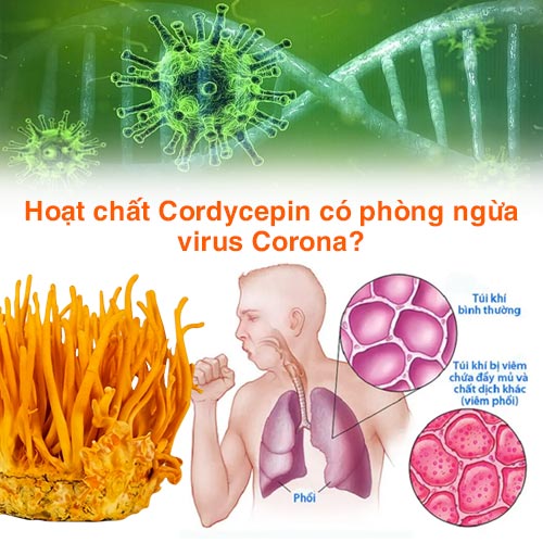 Tìm hiểu hoạt chất Cordycepin trong Đông trùng hạ thảo giúp phòng ngừa virus Corona